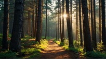 Pine Trees Forest Path On On Trail Woods Background At Morning With Sunlight Rays From Generative AI