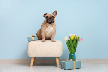 Wall Mural - Cute French bulldog with gifts and tulips near blue wall. International Women's day