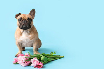 Poster - Cute French bulldog with tulips on blue background. International Women's Day