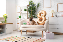 Cute French Bulldog With Air Balloon In Shape Of Figure 8 And Gifts At Home. International Women's Day