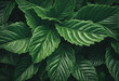 Intricate patterns of dark green leaves