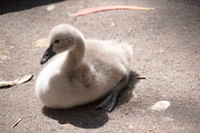 Cygnets Are Grey When They Hatch With Black Beaks And Gradually Turn Brown Over The First Six Months At Which Time They Learn To Fly.