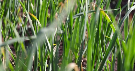 Wall Mural - a field completely planted with garlic in summer, one monoculture of garlic in the field