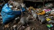 Rats in the trash. Rats are carriers of diseases. A swarm of rats scavenges through discarded scraps.