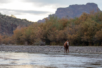 Bay red wild horse stallion grazing on eel grass in front of Red Mountain in the Salt River Canyon near Phoenix Arizona United States