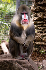 Wall Mural - the mandrill has thick ridges along the nose that are purple and blue, red lips and nose, and a golden beard.