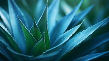 Agave Attenuata Leaf, Cactus Plant, Soft Details Texture. Lush Succulent Leaves Details. Dark Tropical Foliage. Blue Toned Nature Background. Exuberant And Refined. Luxuriant. Organic.