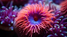 Colourful Pink Brooding Sea Anemone (Epiactis Prolifera) From Shallow Marine Waters Of British Columbia, Close-up Of The Oral Disk And Mouth