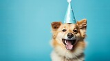 Fototapeta  - Cute dog celebrating with red pary hat and blow-out against a blue background and copy space to side