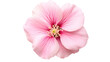 © khajar - Maiden Pink flower isolated on a transparent background