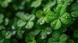 Close-up of a lucky Irish four-leaf clover shamrock in vibrant green, Ai Generated.