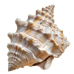 Sticker - Conch, transparent background, isolated image, generative AI