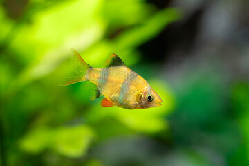 Gold Green Stripe Barb - Puntigrus sp.