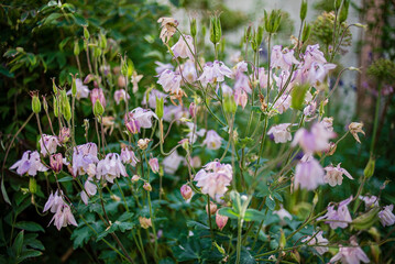 Wall Mural - Aquilegia vulgaris, commonly known as the common columbine