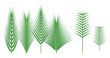 Palm Sundah element design concept. 3D Illustration