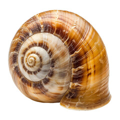 Sticker - Sea snail shell, transparent background, isolated image, generative AI