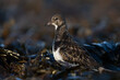 Ruddy Turnstone (Arenaria interpres) searching for food in seaweed on the Northumberland coast