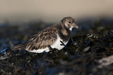 Ruddy Turnstone (Arenaria Interpres) Searching For Food In Seaweed On The Northumberland Coast