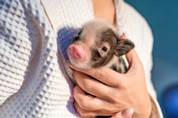 A caucasian woman's hands are clutching a small pig to her chest. Close-up view. Shallow depth of field. Space for text.