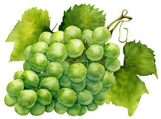 Watercolor and painting fresh green bunch of grapes