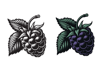 Wall Mural - Blackberry. Beautiful engraving monochrome vector illustration. Icon, logo, isolated object	