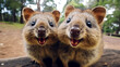 Quokkas with their characteristic smile.