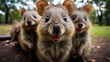 Quokkas with their characteristic smile.