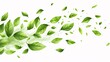 Green fluttering foliage, organic cosmetic backdrop, herbal tea, plant-based eco-friendly design element, falling leaf, summer foliage decoration, beauty item, nutritious cuisine, illustration.