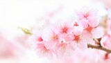 Fototapeta Kwiaty - Cherry Blossoms Blooming at the start of Spring - Last days of Winter announcing the new Season of Spring - Sakura Festival Hanami 