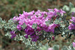 A purple flower grows wild in a Mediterranean garden in Jaffa, Israel