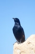 A bird sits on the ruins at Masada, an ancient Jewish fortress in Israel