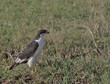 side view of augur buzzard standing alert and watching for prey on the ground in the wild ngorongoro crater, tanzania