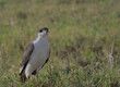 augur buzzard stands alert on the gound in the wild ngorongoro crater, tanzania