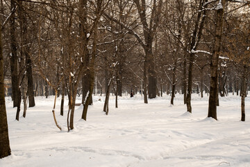 snow covered trees