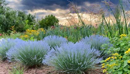 Canvas Print - several plants of a festuca glauca of blue color grow in a cereal garden among different herbs