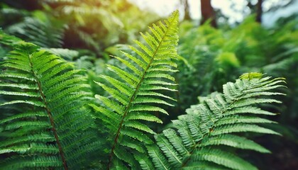 Wall Mural - green fern leaf texture nature background tropical leaf