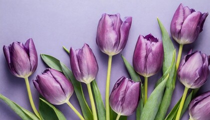 Wall Mural - purple tulips on a pastel purple background