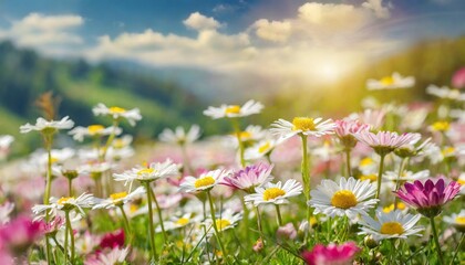 Canvas Print - meadow with lots of white and pink spring daisy flowers in sunny day