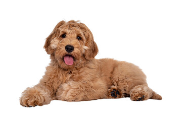 Poster - Cute 4 months young Labradoodle pup, laying down side ways. Looking at camera with open mouth and tongue out. Isolated cutout on transparent background.