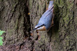 kowalik niebieski ptak głową w dół na pniu drzewa