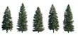 © Roman - Picea pungens frontal set (colorado blue, green spruce) evergreen pinaceae needled fir tree medium and big isolated png on a transparent background perfectly cutout high resolution