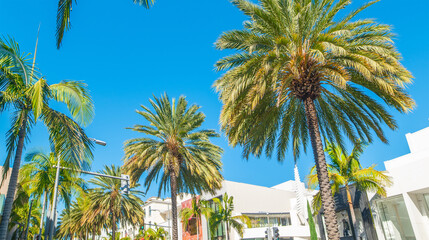 Wall Mural - Palm trees in world famous Rodeo Drive in Beverly Hills