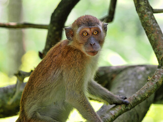 Wall Mural - Young Long-tailed Macaque, Macaca fascicularis, sitting in mud and posing around Sumatra, Indonesia