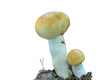 Edible mushrooms (Russula foetens)