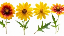 Botanical Collection Four Yellow Flowers Isolated On A White Background Top View Lanceleaf Coreopsis Sunflower Heliopsis Helianthoid Gaillardia Elements For Creating Collage Or Design Postcards