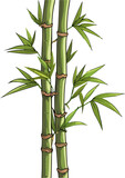 Fototapeta Sypialnia - Bamboo vector illustration isolated on transparent background. 
