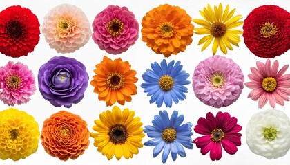 Wall Mural - big collection of various head flowers orange purple yellow pink blue and red isolated on white background perfectly retouched full depth of field on the photo top view flat lay