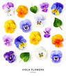 Spring colorful viola pansy flowers pattern isolated on white background.