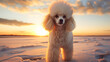 Poodle with a fluffy coat