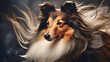 Shetland sheepdog with a fluffy and flowing mane